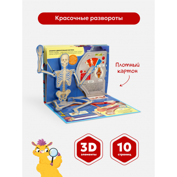 POP UP энциклопедия. Анатомия книжка-панорамка
