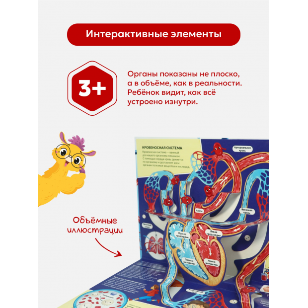 POP UP энциклопедия. Анатомия книжка-панорамка